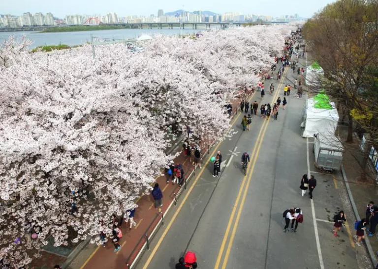 Sakura Korea Selatan - Yeongdeungpo Yeouido Spring Flower Festival 