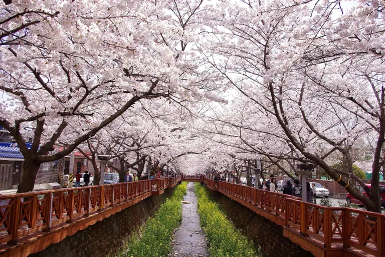 Sakura Korea Selatan - Jinhae Gunhangje Festival