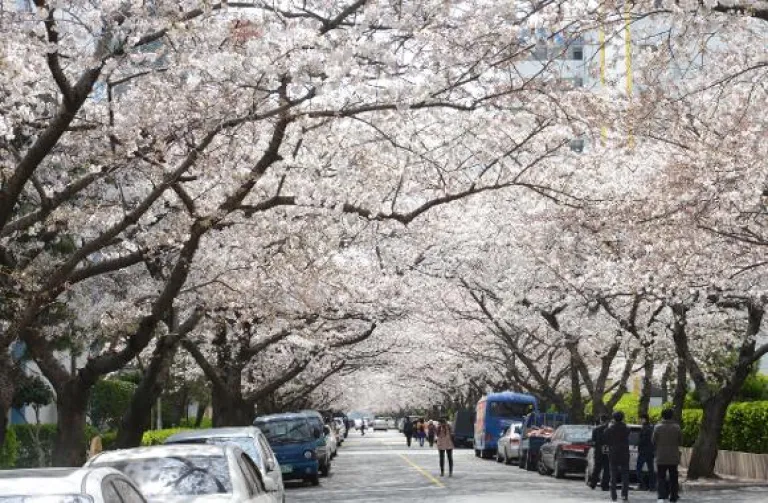 Sakura Korea Selatan - Namcheon-dong Cherry Blossom Street