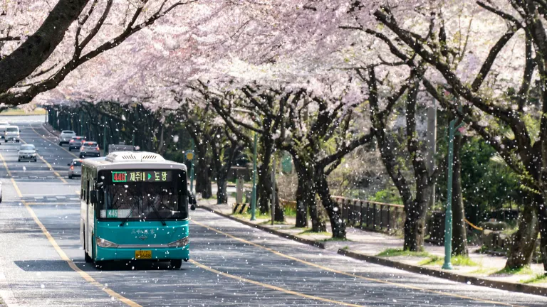 Sakura Korea Selatan - Jeju Cherry Blossom Festival