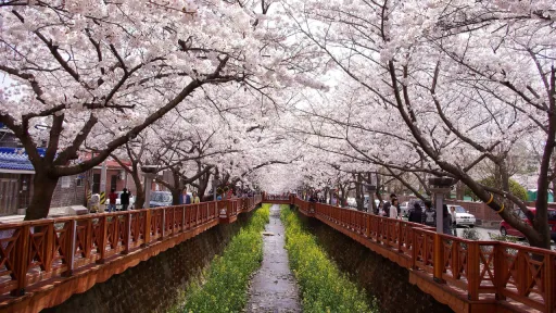 image for article 11 Tempat Melihat Kecantikan Bunga Sakura di Korea Selatan, Wajib Masuk Daftar Liburan Musim Semi