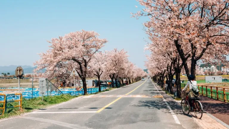 Sakura Korea Selatan - Gyeongju Cherry Marathon