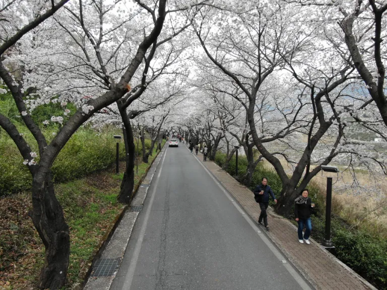 Sakura Korea Selatan - Hwagae Cherry Blossom Festival