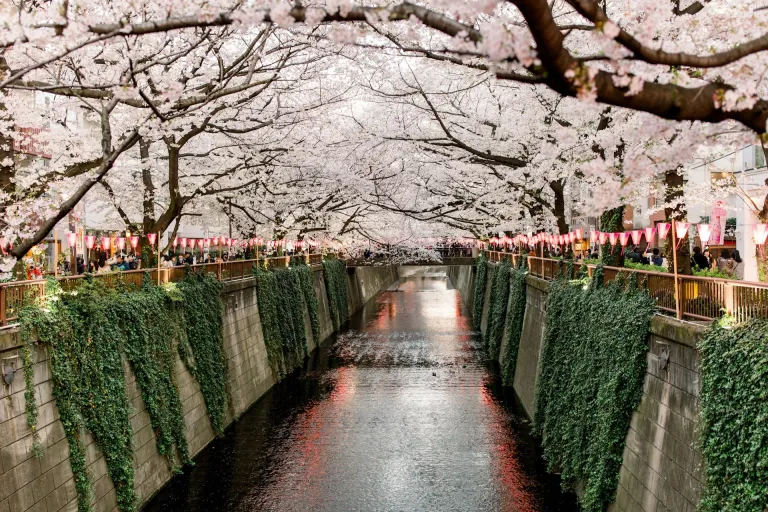 Tempat Melihat Sakura Jepang - Meguro River 