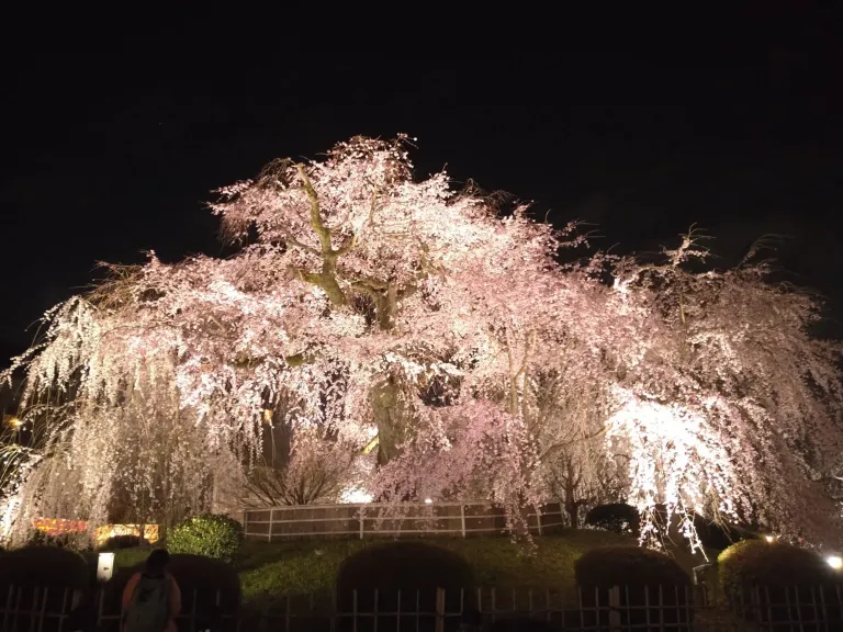 Tempat Melihat Sakura Jepang - Maruyama Park