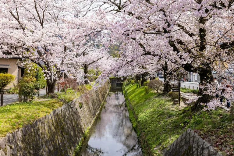 Tempat Melihat Sakura Jepang - Philosopher&rsquo;s Path