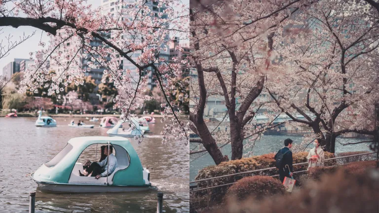 Tempat Melihat Sakura Jepang - Ueno Park