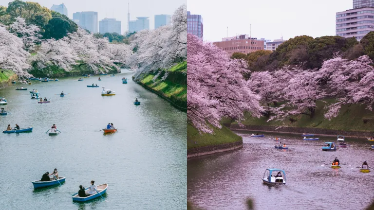 Tempat Melihat Sakura Jepang - Chidorigafuchi