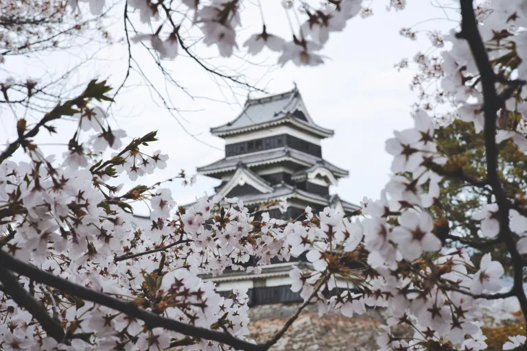 Tempat Melihat Sakura Jepang - Matsumoto Castle