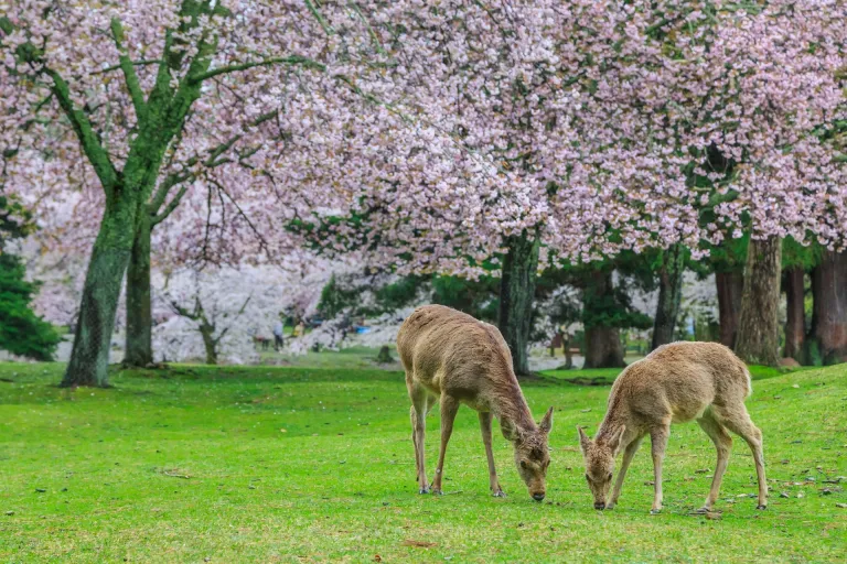 Tempat Melihat Sakura Jepang - Nara Park