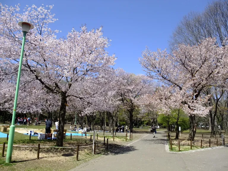 Tempat Melihat Sakura Jepang - Sapporo Maruyama Park