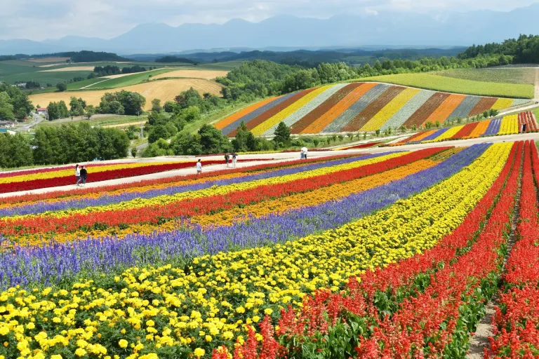 Taman Bunga Jepang - Shikisai No Oka