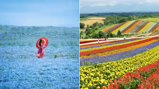 image for article 13 Taman Bunga di Jepang Yang Cantik Selain Sakura Saat Musim Semi dan Musim Panas