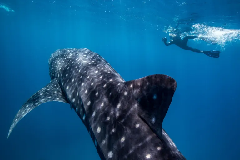 Gambar Swimming with Whale Shark