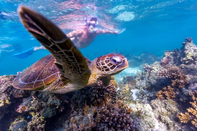 Gambar Diving in Ningaloo