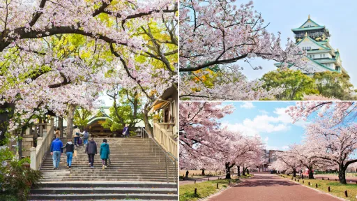 image for article 10 Tempat Terbaik Melihat Sakura di Osaka, Jepang Untuk Liburan Musim Semi Yang Indah