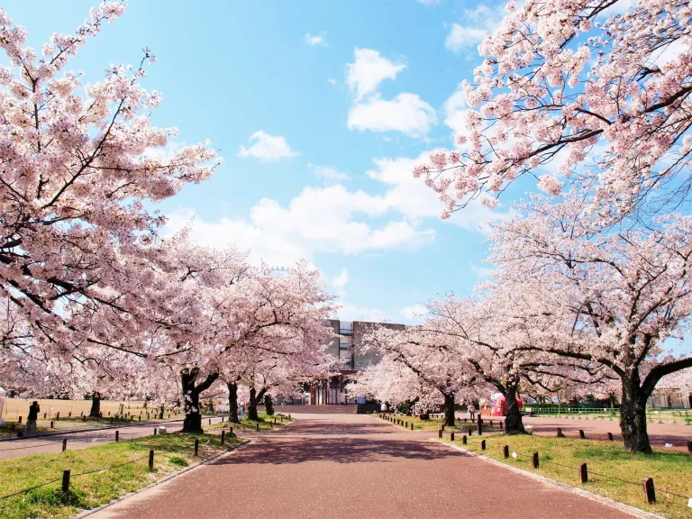 Tempat Terbaik Melihat Sakura Osaka Jepang - Expo &#039;70 Commemorative Park