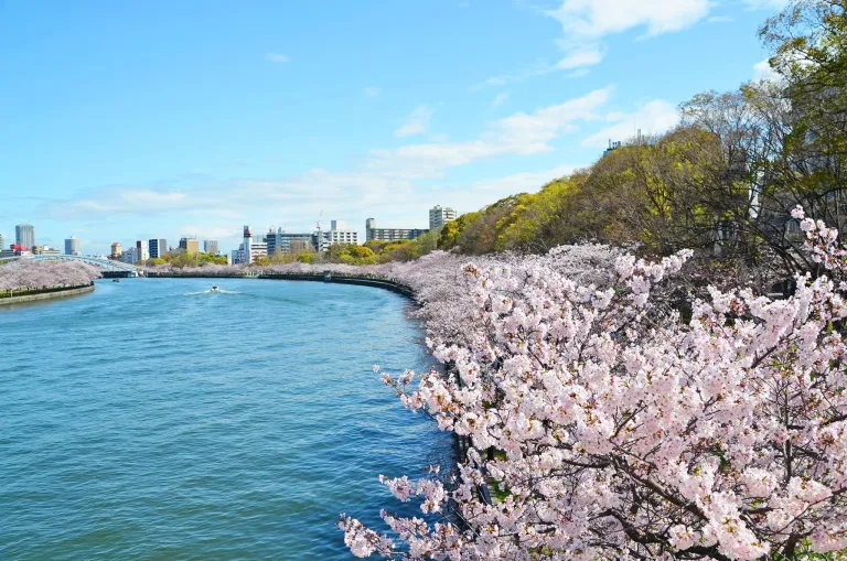 Tempat Terbaik Melihat Sakura Osaka Jepang - Kema Sakuranomiya Park