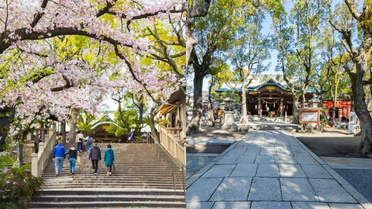 Tempat Terbaik Melihat Sakura Osaka Jepang - Kozugu Shrine