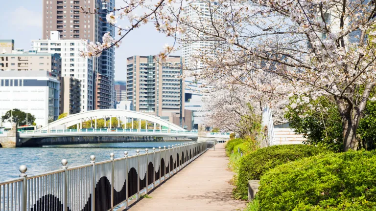 Tempat Terbaik Melihat Sakura Osaka Jepang - Nakanoshima Park