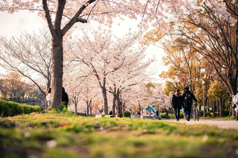 Tempat Terbaik Melihat Sakura Osaka Jepang - Osaka Mint Bureau