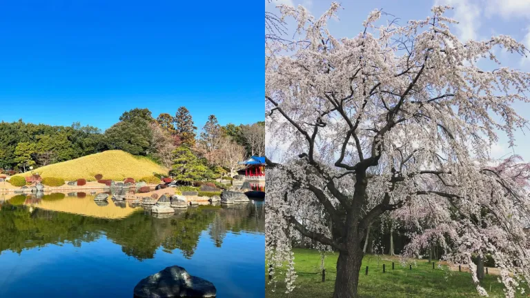 Tempat Terbaik Melihat Sakura Osaka Jepang - Daisen Park