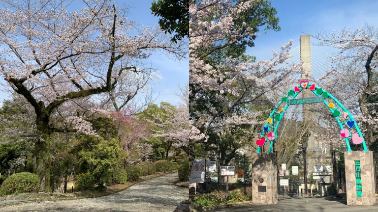 Tempat Terbaik Melihat Sakura Osaka Jepang - Satsukiyama Park