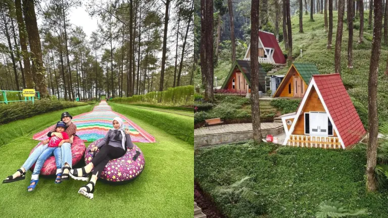 Wisata Keluarga Terbaru Purwokerto - Hutan Pinus Limpakuwus