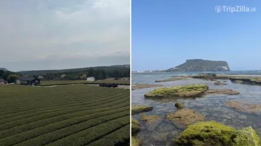 image for article Tips Liburan Anti Ribet ke Jeju Untuk Wisatawan Muslim