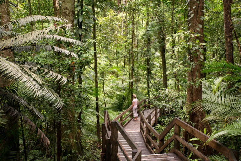 Wisata Cairns Australia - Daintree Rainforest