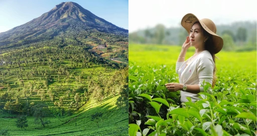 image for article 10 Tempat Wisata Kebun Teh di Indonesia untuk Akhir Pekan yang Menenangkan