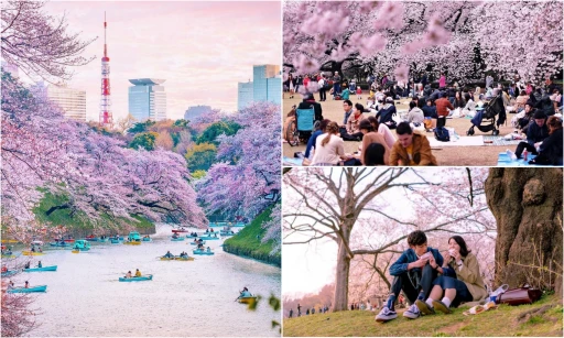 image for article 7 Tempat Populer Untuk Melihat Bunga Sakura di Tokyo