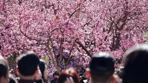 image for article Sydney Cherry Blossom Festival 2025: Festival Sakura Terbesar di Australia Kembali Hadir!