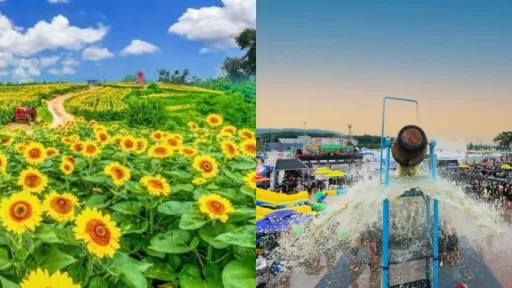 image for article Ide Liburan Musim Panas di Korea: Nikmati Festival Seru dan Spot Bunga Instagramable