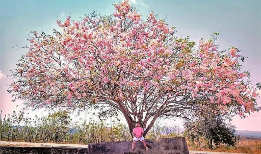 image for article Tempat Melihat Bunga Sakura Di Indonesia Yang Tidak Kalah Keren Dari Jepang Dan Korea