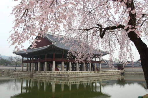 image for article Prediksi Jadwal Sakura Korea 2019: Kapan & Di Mana