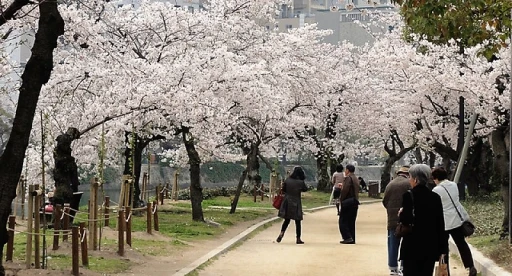 image for article Seperti Tahun Lalu, Bunga Sakura Di Jepang Bakal Mekar Lebih Awal