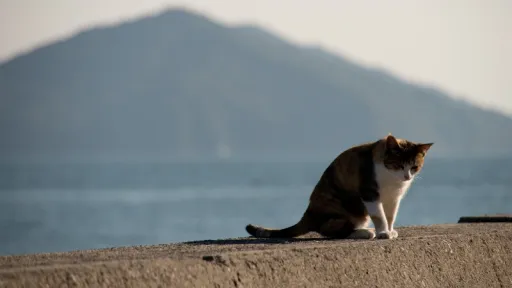 image for article Aoshima, Pulau Kucing Viral di Jepang, Keadaannya Kini Mengkhawatirkan