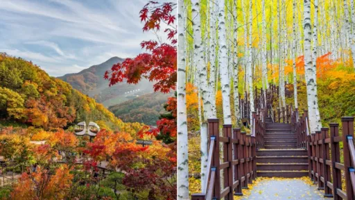 image for article Nikmati Musim Gugur di Korea Selatan: Wisata, Festival, dan Kuliner Wajib Coba