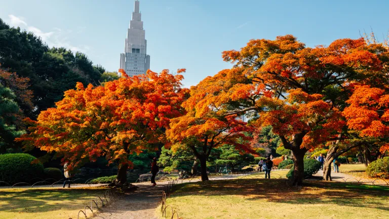 Tempat Wisata Musim Gugur Jepang - Shinjuku Gyoen Park