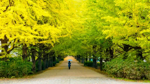 image for article 13 Tempat Wisata Musim Gugur Terindah di Jepang Yang Wajib Dikunjungi