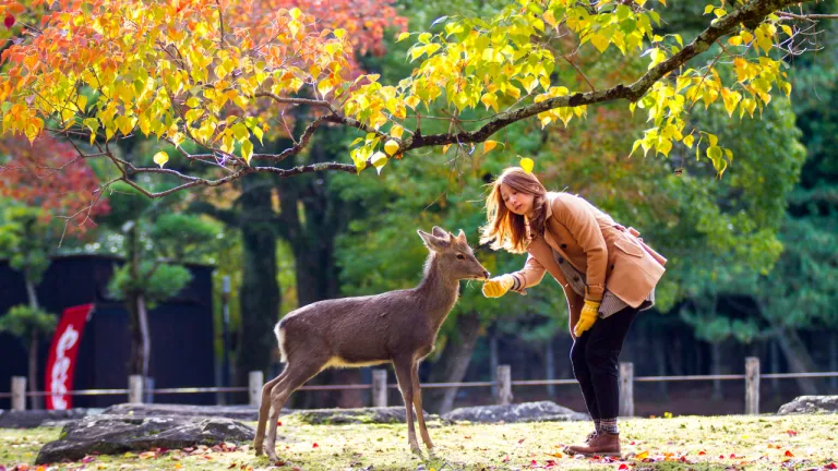 Tempat Wisata Musim Gugur Jepang - Nara Park