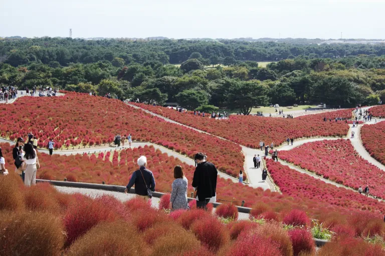 Tempat Wisata Musim Gugur Jepang - Hitachi Seaside Park