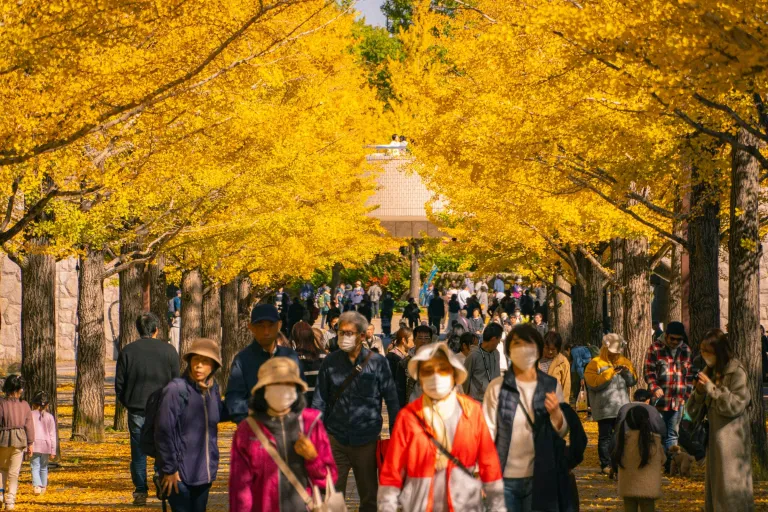 Wisata Musim Gugur Tokyo, Jepang - Showa Kinen Park