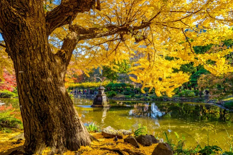Wisata Musim Gugur Tokyo, Jepang - Hibiya Park