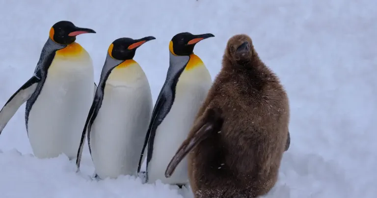 Wisata Musim Dingin Hokkaido, Jepang - Asahiyama Zoo