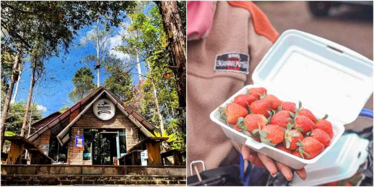 Tempat Makan Di Ciwidey