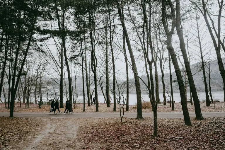 Wisata Musim Dingin Korea Selatan - Nami Island