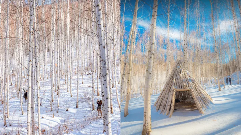 Wisata Musim Dingin Korea Selatan - Wondae-ri Birch Forest