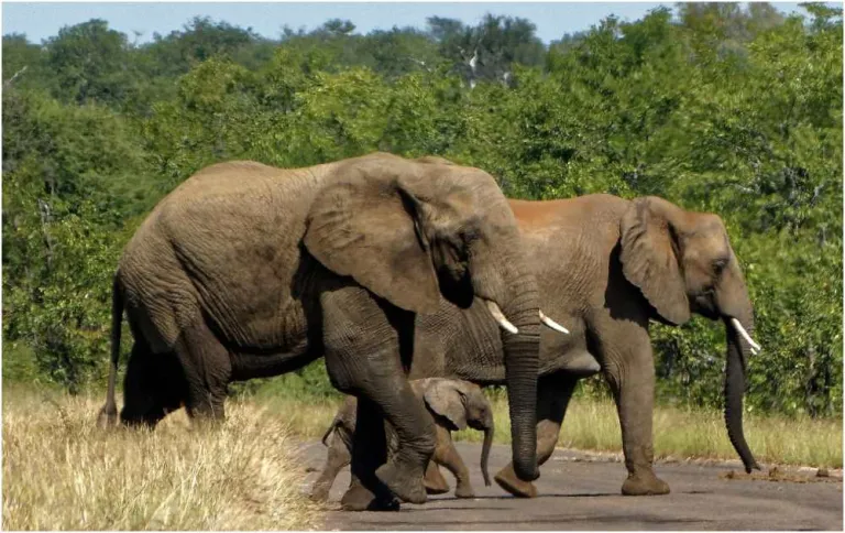 Tempat wisata terbaik Di Afrika Selatan